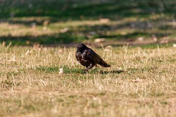Crow on grass in park