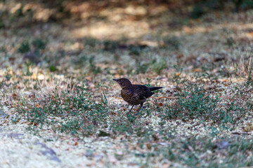 Small bird on grass in park