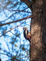Little woodpecker sits on a tree trunk. The great spotted woodpecker, Dendrocopos major
