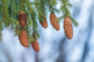 Green spruce branches with needles and cones in winter. Many cones on spruce.