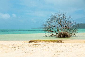 tree on the beach