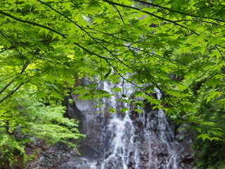 新緑と霧降の滝