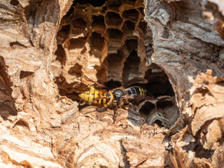 The European hornet, lat. Vespa crabro, is the largest eusocial wasp native to Europe