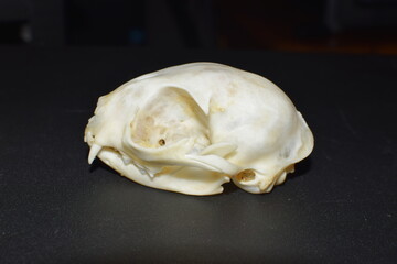feline cat skull side view on black © Oz