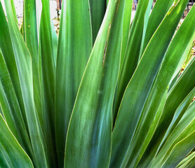 Lush green Yucca plant