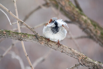 The house sparrow, Passer domesticus, sitting on a branch without leaves with feathers in its beak....