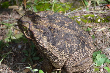 Sapo Gigante de Monte