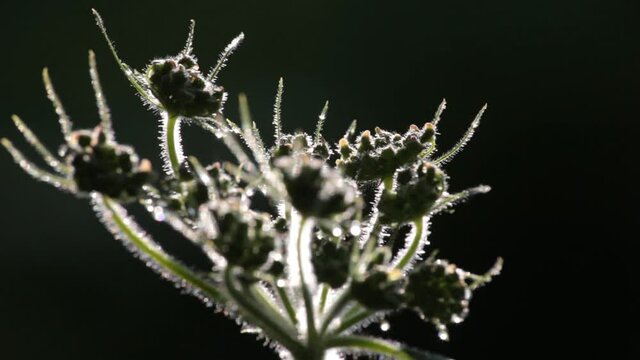 focusing morning wet plant in silhouette and blck background