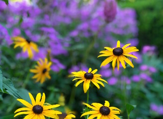 yellow flowers in the garden