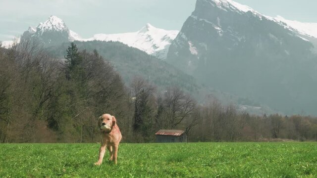 A cute golden retriever puppy is bringing back his toy towards the camera with a beautiful view of the Criou mountain, in the French Alps.