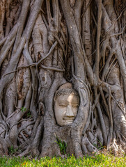 the Buddha head in a tree Wood at the thai temple Wat Mahathat of Ayutthaya in Thailand Southeast Asia