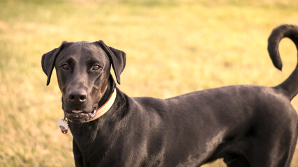 A portrait of a Dog