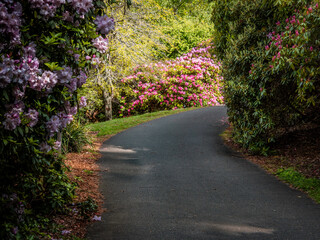 Fototapeta na wymiar Rhododendron Hedges