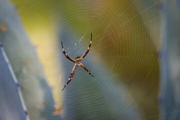 Big spider in a net against blurred natural background, Barichara, Colombia