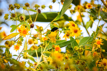 Close up of a cute Lesser goldfinch nestled between yellow flowers against natural background, Colombia