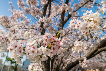 桜 Cherry Blossoms