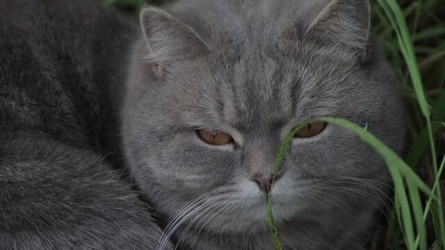 The gray cat closes its eyes, it sleeps in the green grass. The animal is resting in the shade of plants. Beauty in the wild. Warm summer day. Close-up. Soft light. UHD.