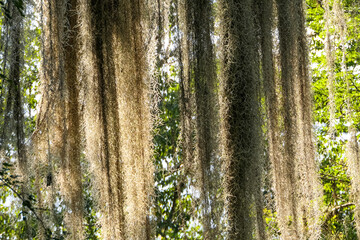 Curtain of Spanish moss hanging from a tree against bright light, Colombia