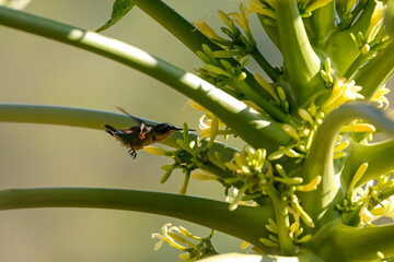 Hummingbird sucks nectar from small yellow blossom in a plant in flight, Colombia