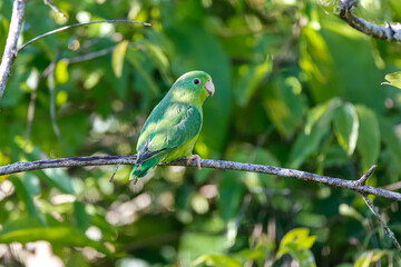Close up of a Spectacled parrotlet, Forpus conspicillatus, perched on a bare branch against green blurred background, Barichara, Colombia