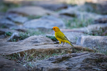 Close up of a cute little Saffron finch, Sicalis flaveola, perched on a cobble stone, Barichara, Colombia