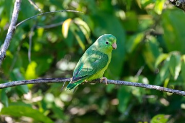 Close up of a Spectacled parrotlet, Forpus conspicillatus, perched on a bare branch against green blurred background, Barichara, Colombia