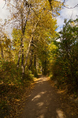 Fototapeta na wymiar Path in Autumn Forest