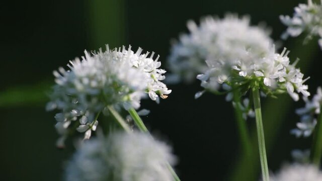 asteraceae white flower in a forest with soft oaning movement