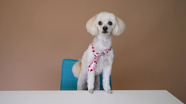 White small poodle dog at desk wearing business tie with paws up on desk.