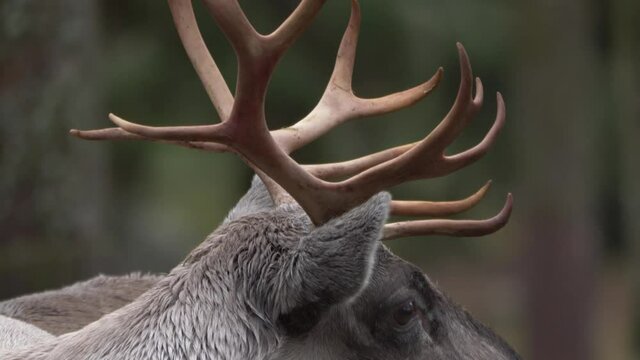 Adorable Reindeer (Rangifer tarandus) with brown antlers. Close up view