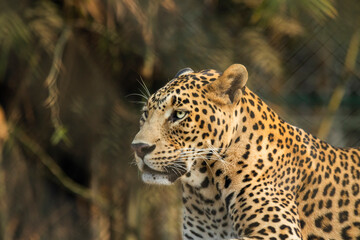 Fototapeta na wymiar A close up of a leopard in a zoo
