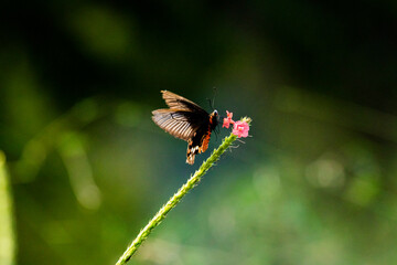 A butterfly sitting on a flower