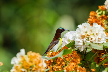 Various views of a Sun bird on a flower
