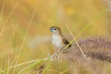 Various views of Silver bill