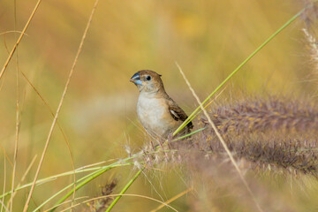 Various views of Silver bill