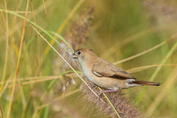 Various views of Silver bill