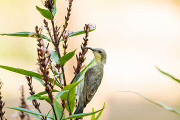 Various views of a Sun bird on a flower