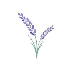lavender flower vector illustration template - obrazy, fototapety, plakaty