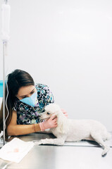 Young female veterinarian checking up the dog at the veterinarian clinic