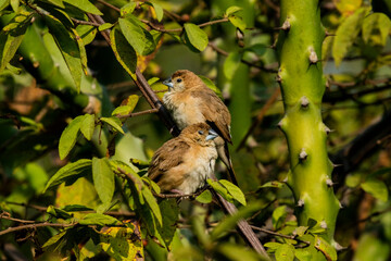 Various views of Silver bill