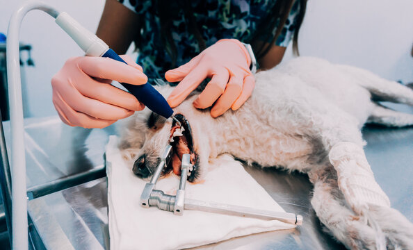 female veterinarian performing canine dental prophylaxis