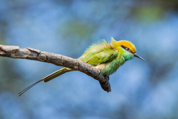 Various views of the green bee eater