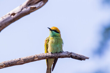 Various views of the green bee eater