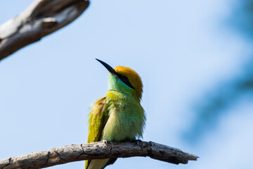 Various views of the green bee eater