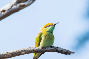 A green bee eater sitting on a branch