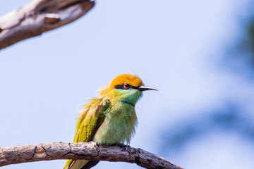 Various views of the green bee eater