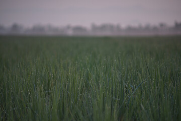 Obraz premium Rice leafs with dew drops and bokeh in the morning sunlight.