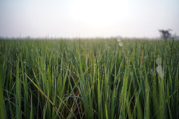 Rice leafs with dew drops and bokeh in the morning sunlight.