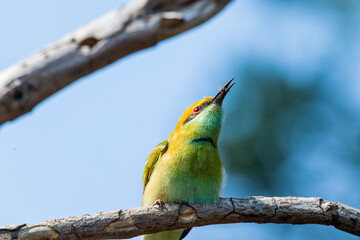 A green bee eater sitting on a branch