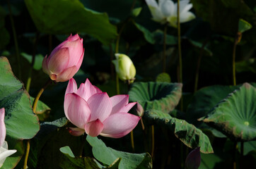 Lotus flower blooming in summer pond with green leaves as background
